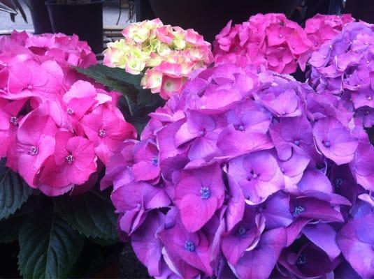 Dragonfly Nursery and Garden