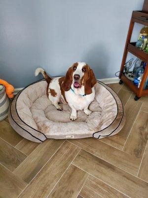 Sit Play Stay