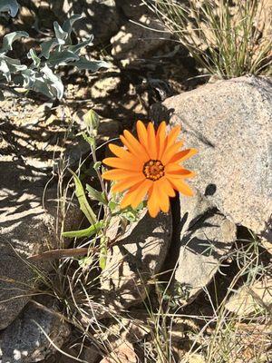 Desert Hills Trailhead