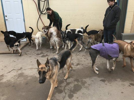 Beck'n Call Pet Services