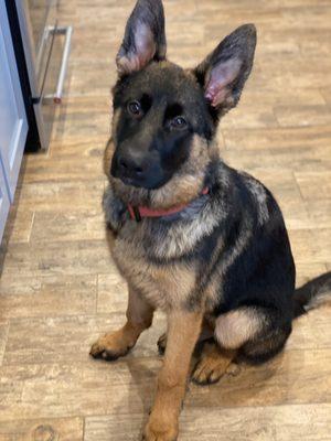 Doggie Shine Mobile Pet Spa