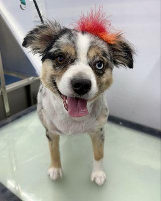 Sniffany and Company