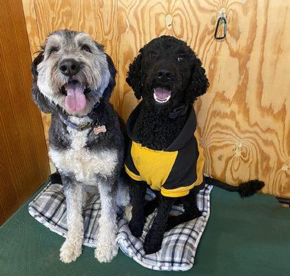 Peace & Unity Pet Care