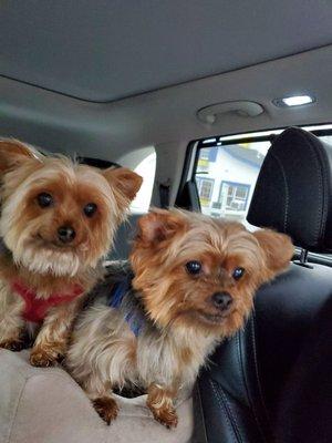 Our boys after Wash N Wiggle grooming. Looking handsome, on the way to Grandma's house.