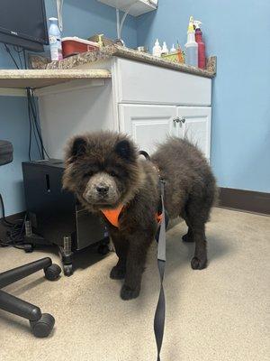 Pleasure Island Animal Hospital