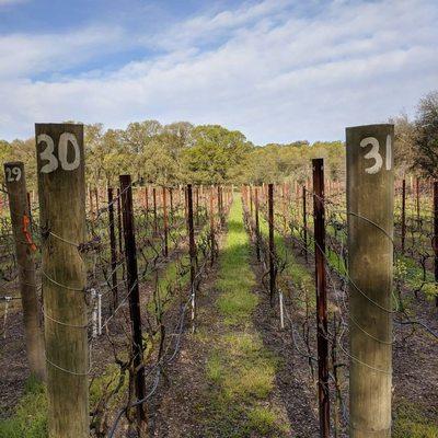 4 by 4 foot high density row spacing. A headache to work, but makes great wines!!! Only 5 lbs per vine!