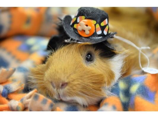 Guinea Pig in a custom hat made at Amore!