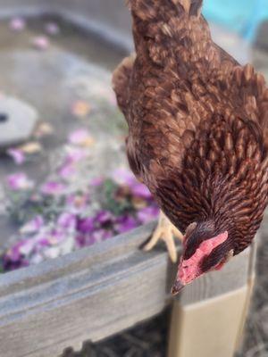 AAA Therapeutic Solutions