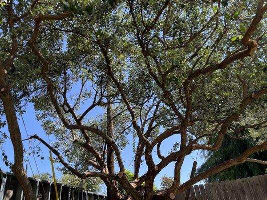 Top Branch Arborcare