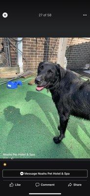Noahs Pet Hotel & Spa