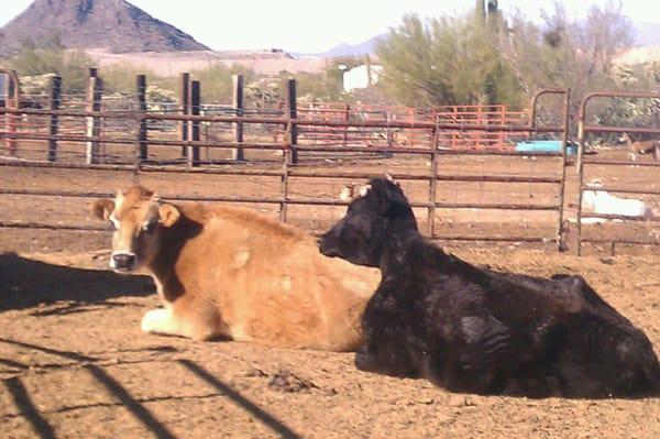 Hoofsnhorns Farm Sanctuary