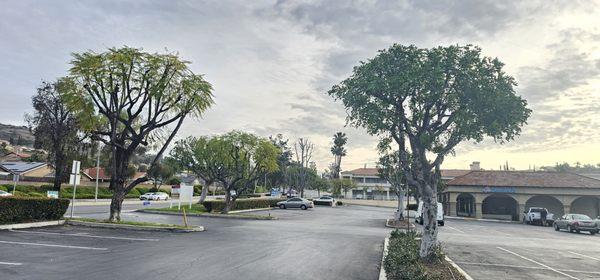 Green Sapling Tree Service