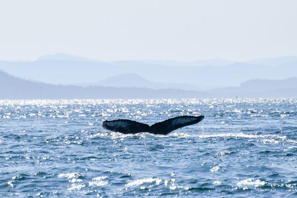 Maya's Legacy Whale Watching
