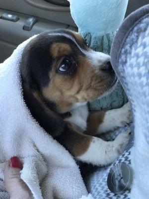 Quail Roost Animal Hospital