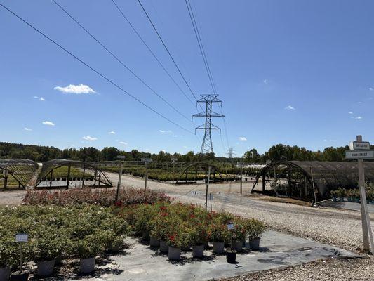 Greensboro Shrub Nursery