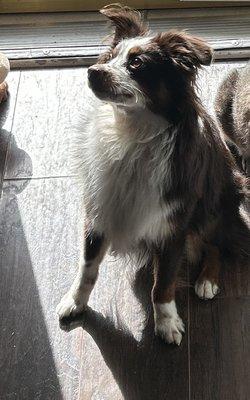 Four Paws Dog Grooming