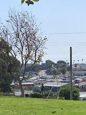 The Marshall Park Bully with his bulldog off leash!
