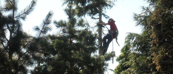 Beaver Tree Services