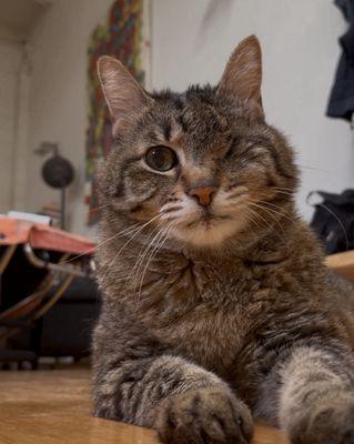 Mission Pet Hospital