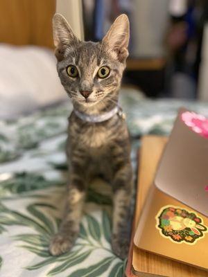 PawPoppins Pet Sitting