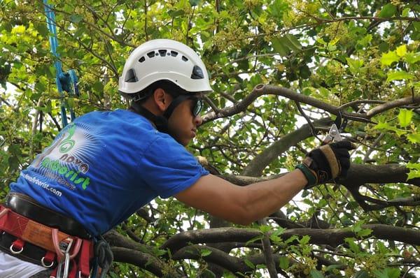 Nova Arborist
