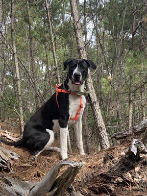 Aguajito Veterinary Hospital