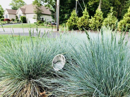 Blue Studio Design Group