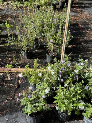 Meadow Beauty Nursery