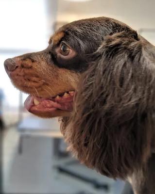 Salon 4 the Furry and Fabulous