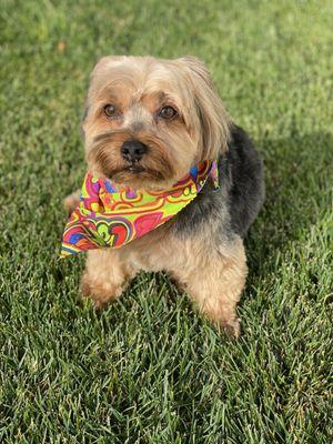 All In The Details Pet Grooming