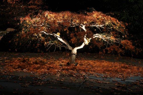 Well Lit Landscape Lighting Design