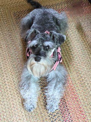 Families Pet Grooming