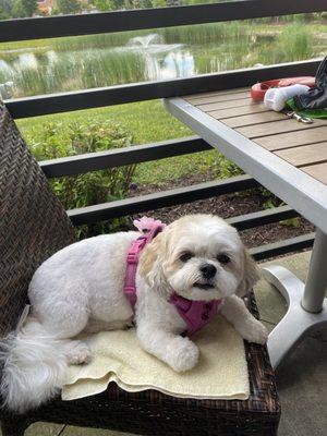 Winnie's new hairdo thanks to Tabi!!