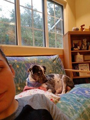 Micanopy Animal Hospital