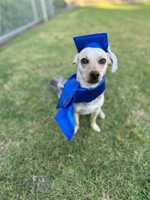 P and I Dog Training and Pet Services