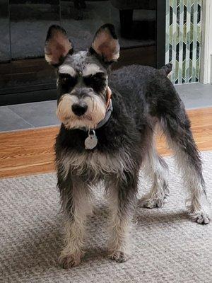 Sam wishing he was at Dog Pawz!