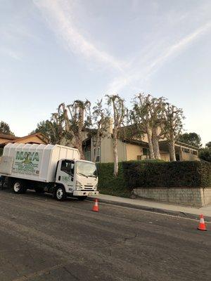 Maya Tree Service