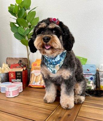 Doggy Daze - Gilbert