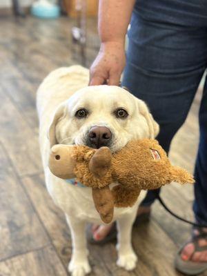 Miss Holly is a happy girl after her grooming!