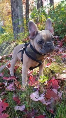 Renee's Pet Services