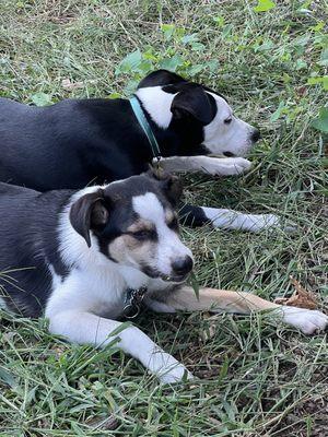 Maverick loves his Dedham #dog-squad lovely dogs and lovely owners!! !