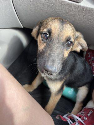 Faithful Companion Veterinary Services