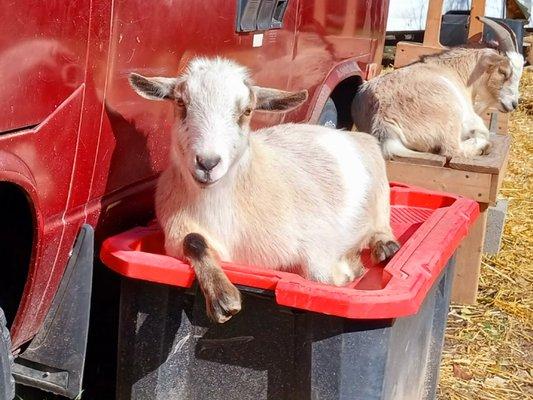 Fox Veterinary Services