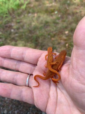 Mountain Star Realty