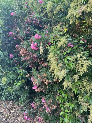 Florin Creek Recreation Center