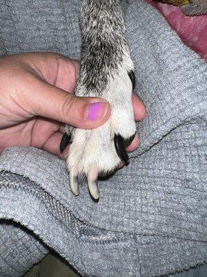 Barks and Wiggles Mobile Grooming