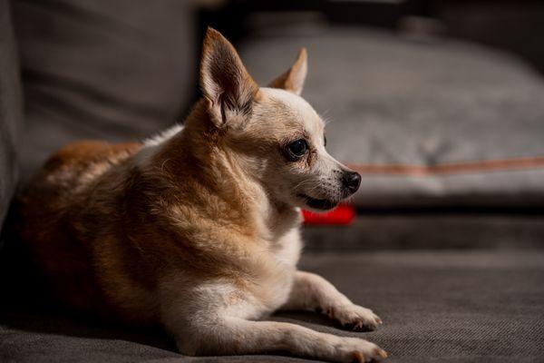 Daisy, so majestic, powerful, omnipotent, fur filled.