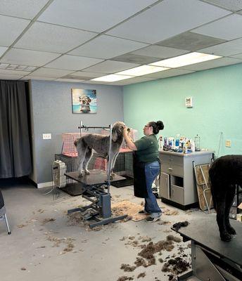 Dominique Bauer's Grooming