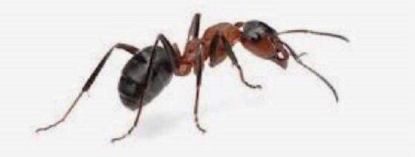 Manahawkin Pest Control Professionals