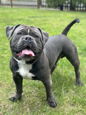 Just Train Dog Training